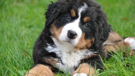 cute puppy in the grass