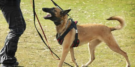 Why Choose Comal Dog Training Blog Hero.jpg