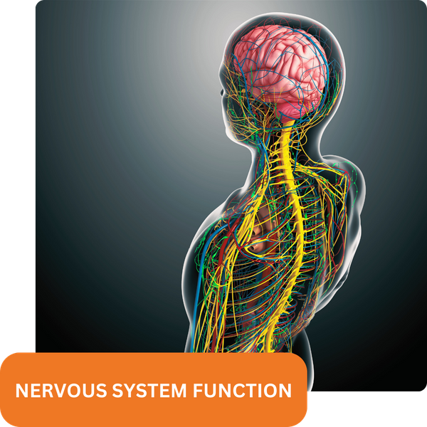 nervous system