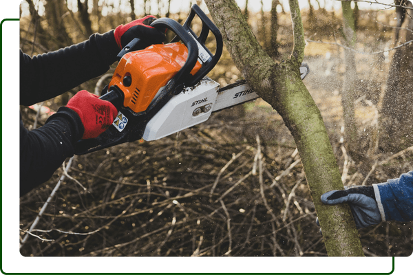 tree trimming team