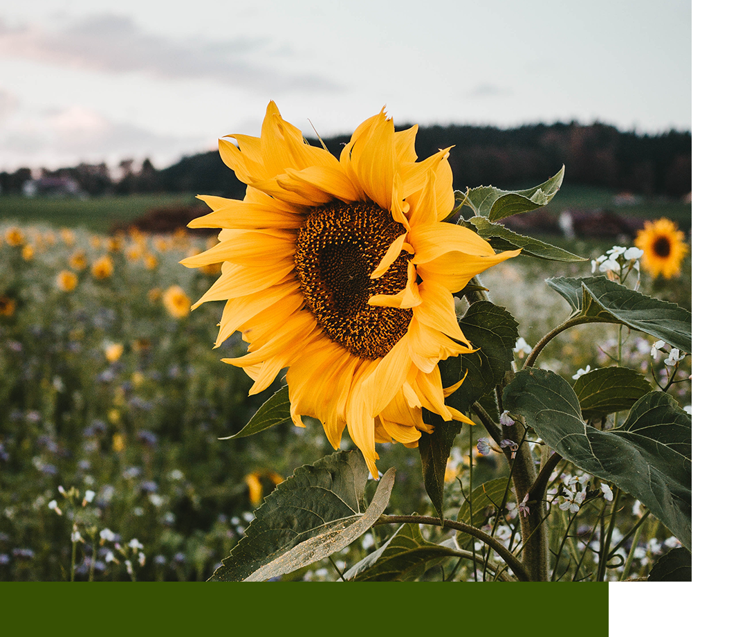 sunflower, cloudy sky