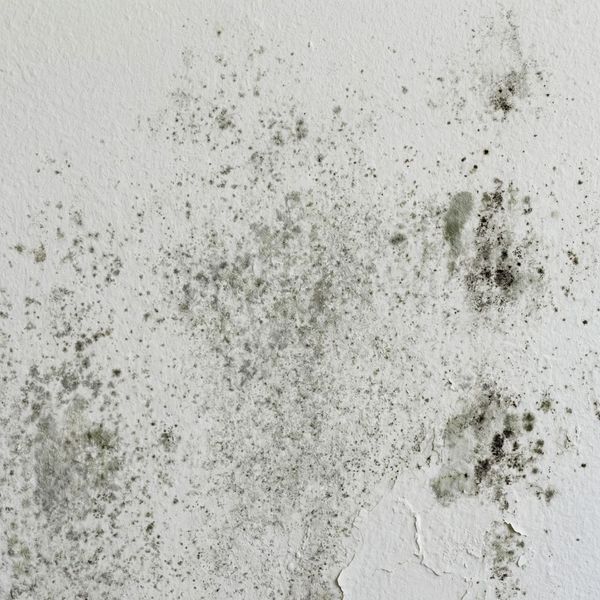Mold Damage 2.jpg