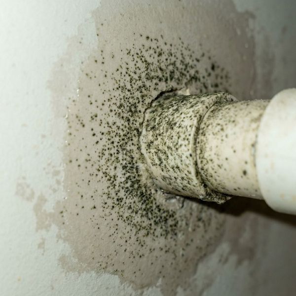Mold Damage 1.jpg
