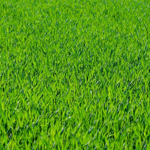 Soil Conditioning in Elgin, IL Soil Conditioning Elgin