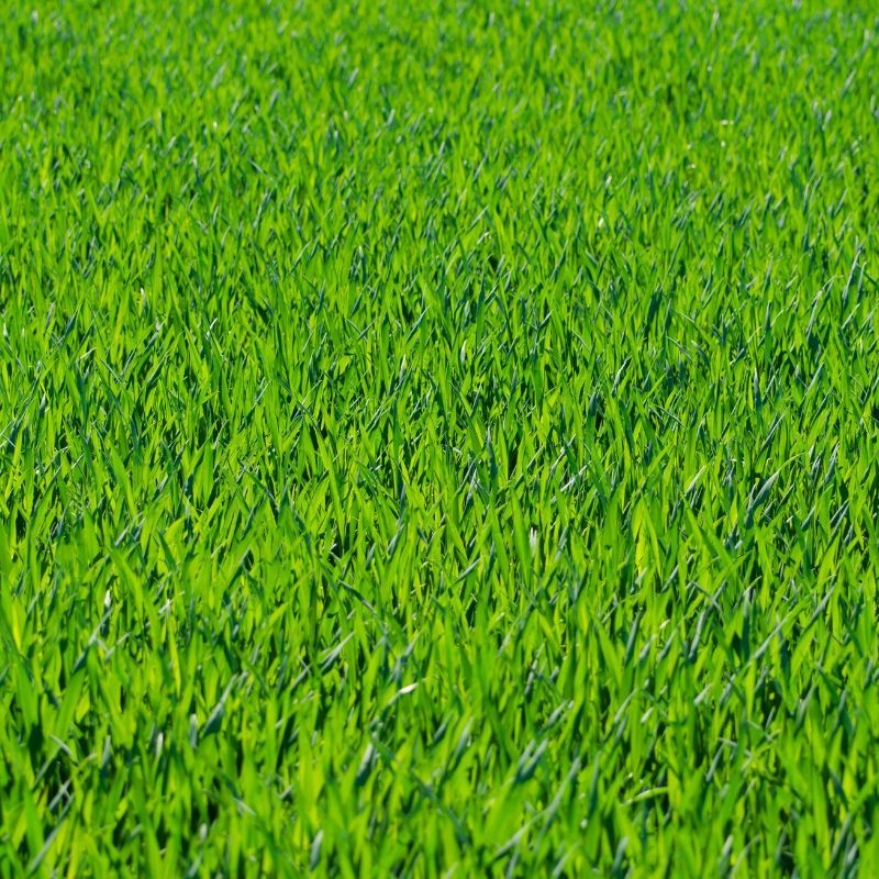 Soil Conditioning in Elgin, IL Soil Conditioning Elgin