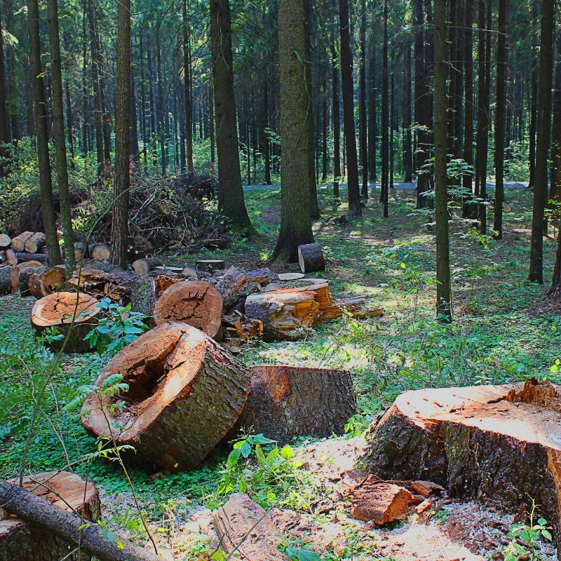 Land Clearing Services in Elgin, IL Land Clearing Elgin