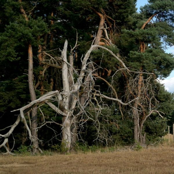 dead trees on a property 