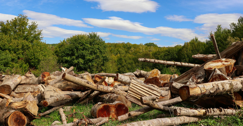 4 Signs Your Property Needs Professional Land Clearing Services.png