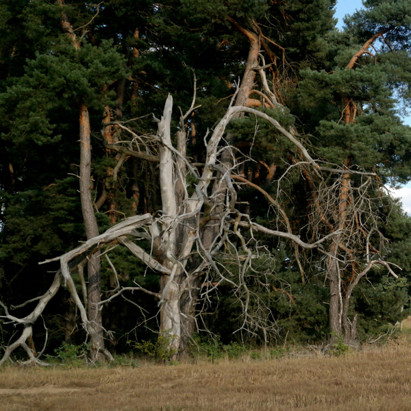 4 Signs Your Property Needs Professional Land Clearing Services 1.png