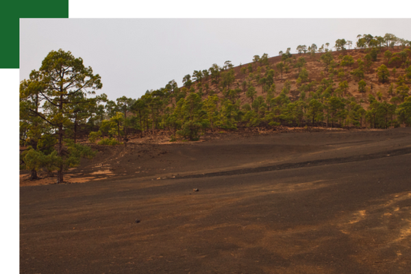 Land Clearing 1.png