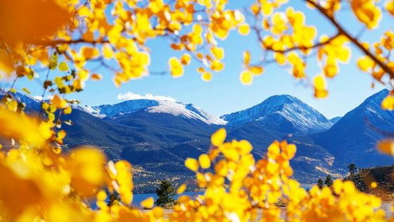 aspen leaves framing the mountains aspen leaves framing the mountains