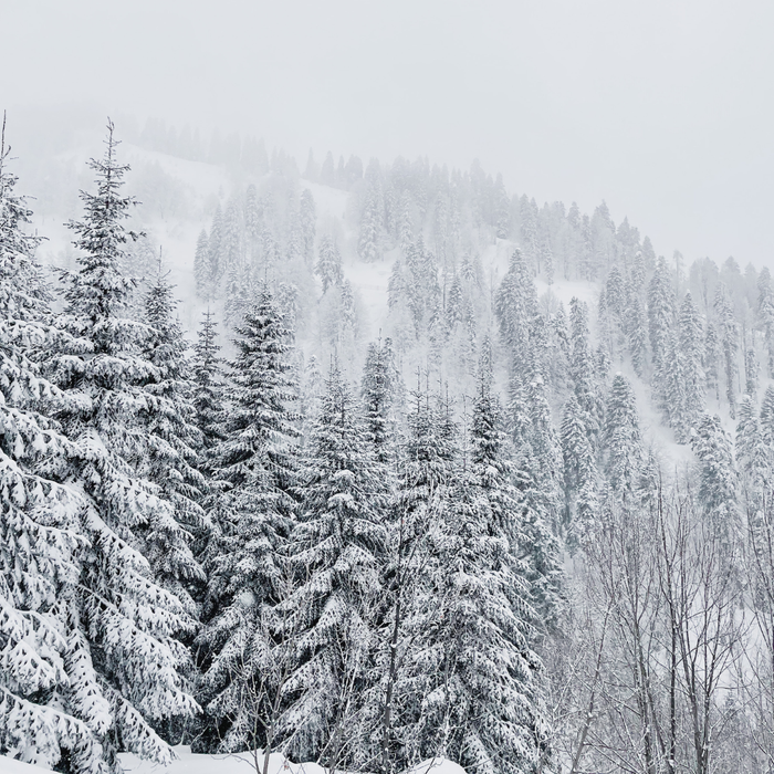 snowy pine trees
