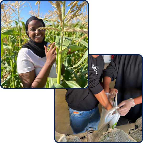 young woman in a cornfield and people packing food in a bag
