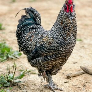 farm gallery (2).jpg