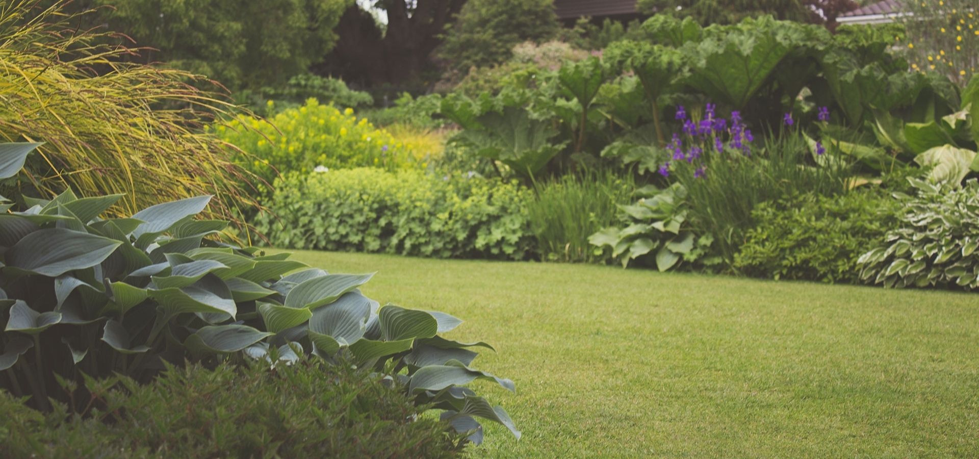 A professionally manicured luxury lawn and garden featuring a lush green grass field surrounded by diverse ornamental plants, hostas, and vibrant purple irises.
