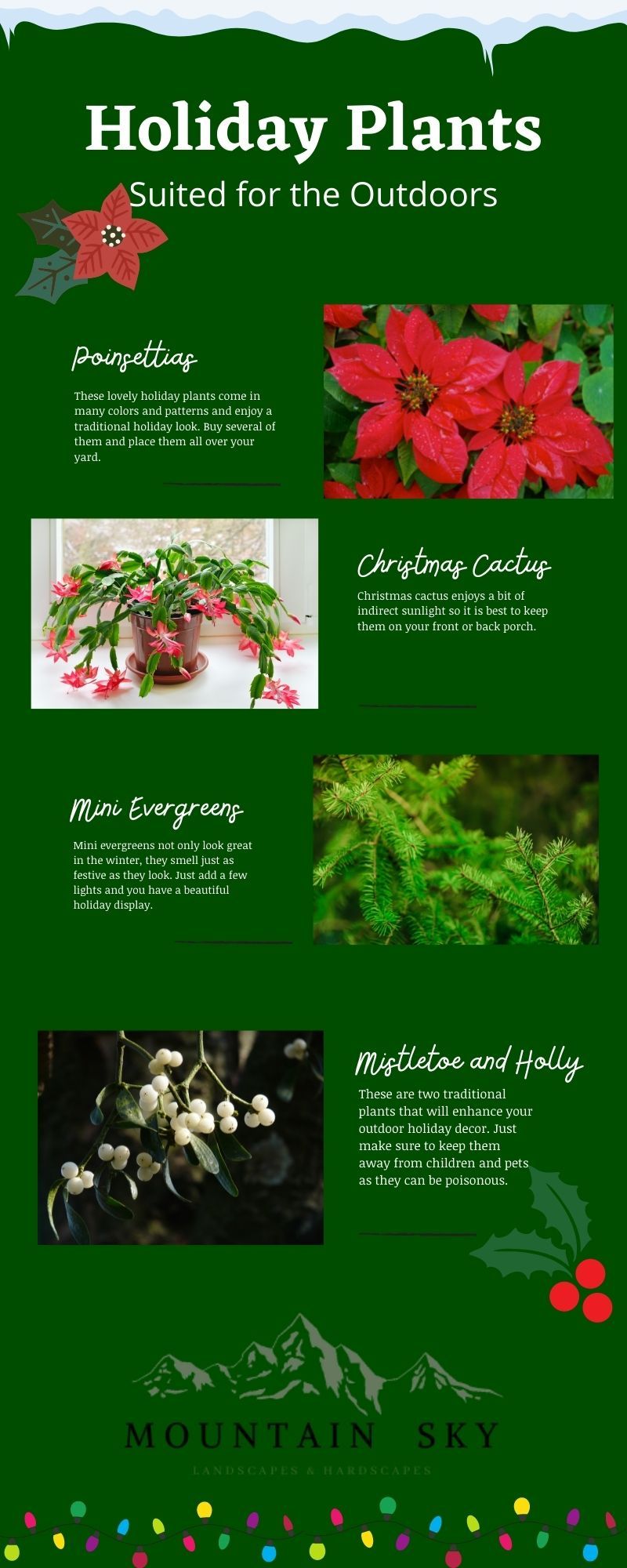 holiday plants Infographic.jpg