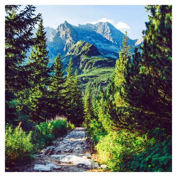 trail through the woods with mountains in background