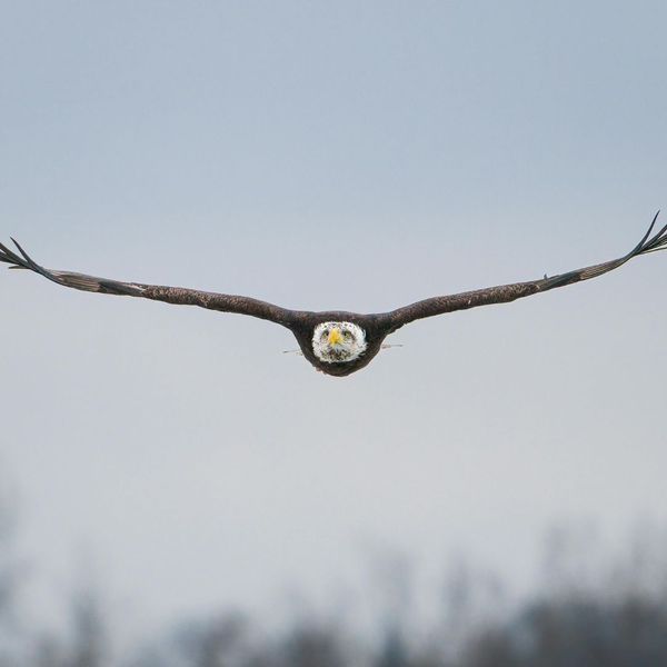 Wildlife Watching in Jasper East What to Look For 2.jpg