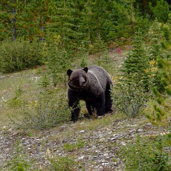 Planning Your First Visit to Jasper National Park 2.jpg