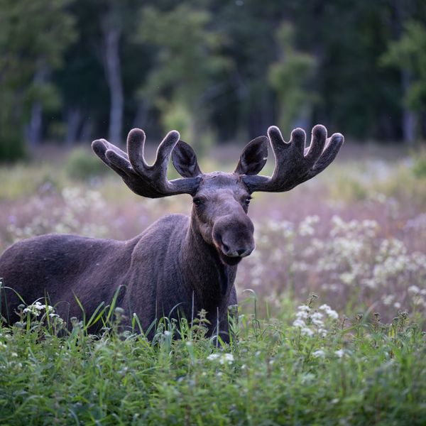 Wildlife Watching in Jasper East What to Look For 3.jpg