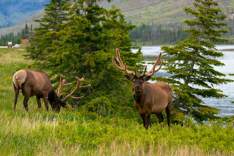 grazing elk