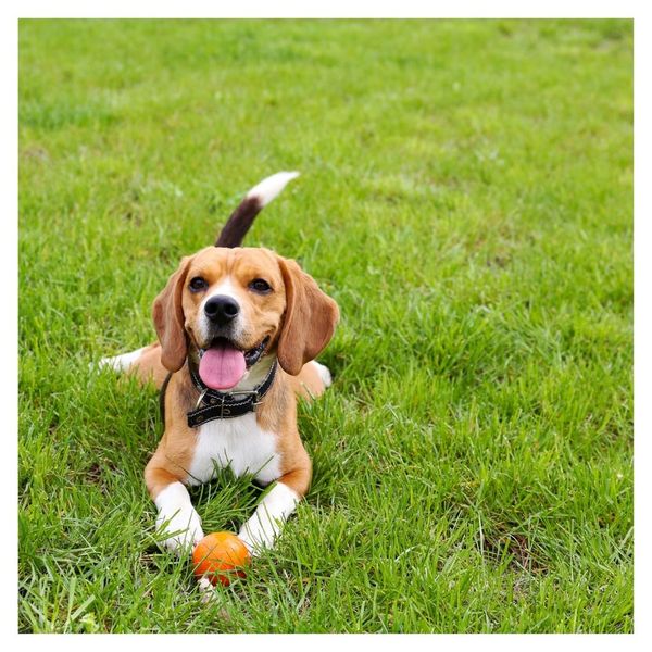 beagle in grass with ball