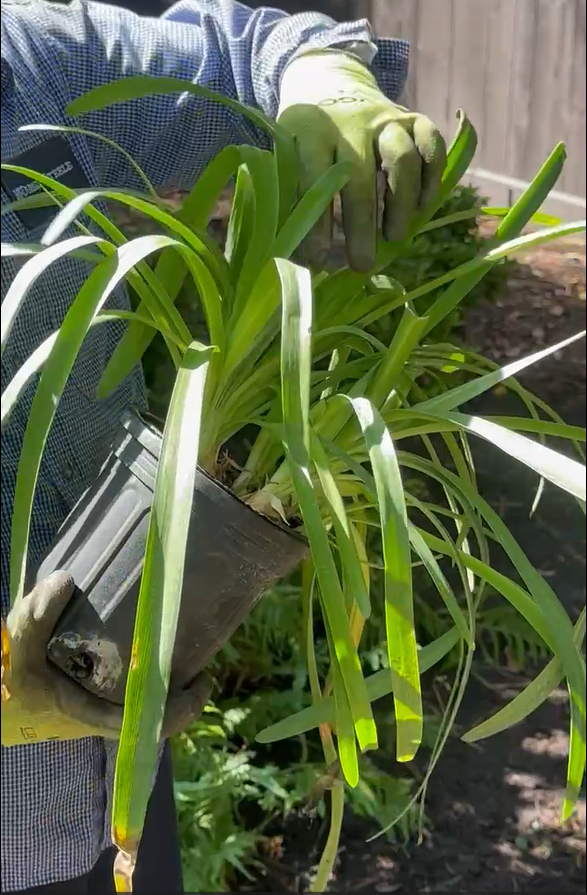 mcdugald-steele-experienced-landscape-installation-houston-texas.PNG
