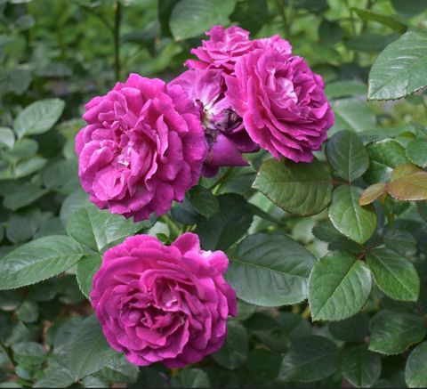 Flowers.JPG