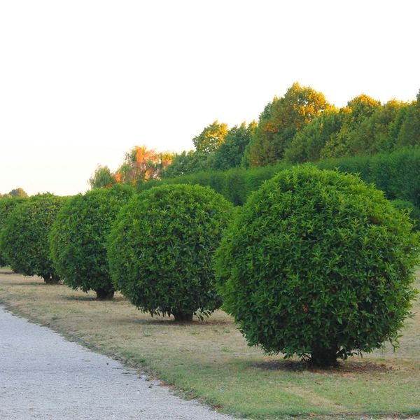 a line of trees in a yard