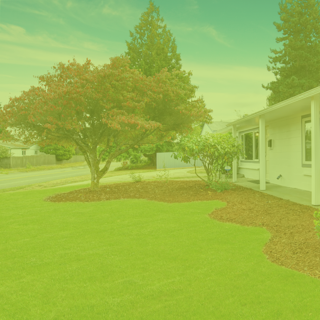 Professional Arborist Services
