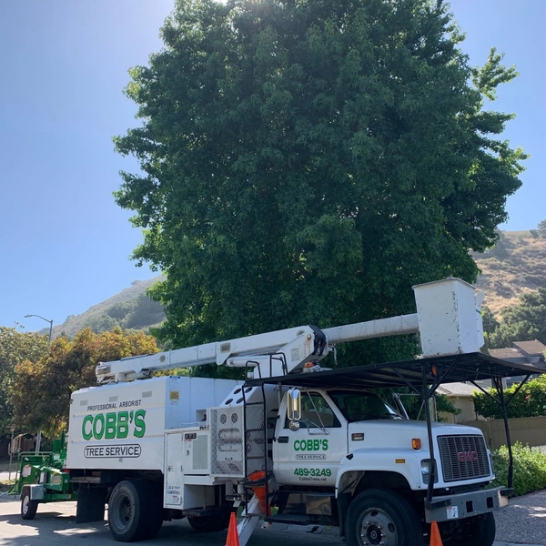 Tree trimming 2.png