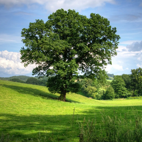 Arborist 2.png