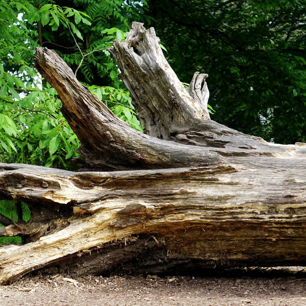 Arborist 3.png