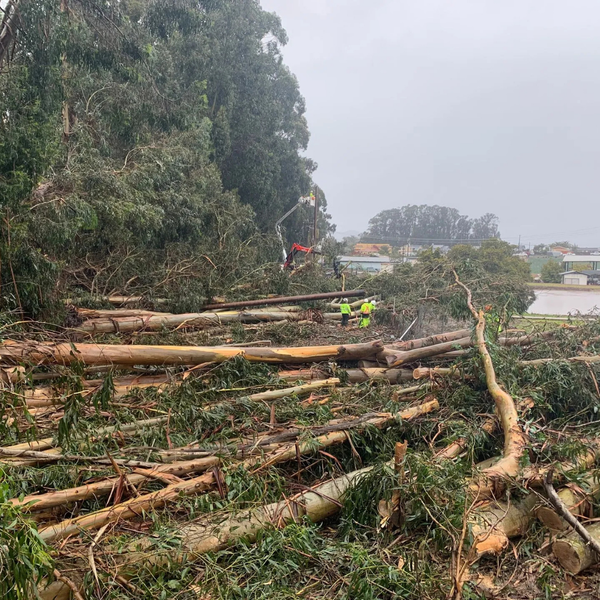 Tree Removal 2.png