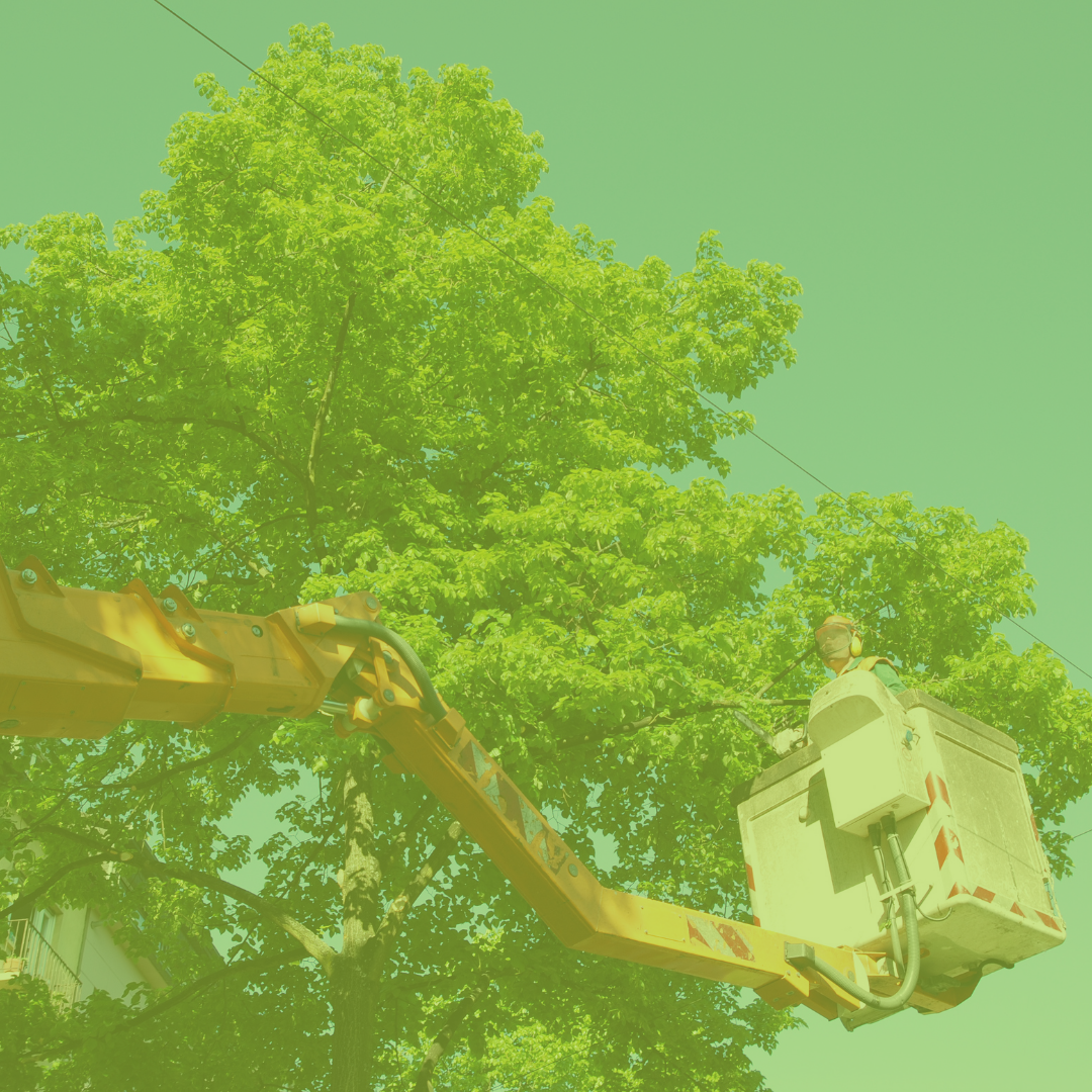 Tree Trimming