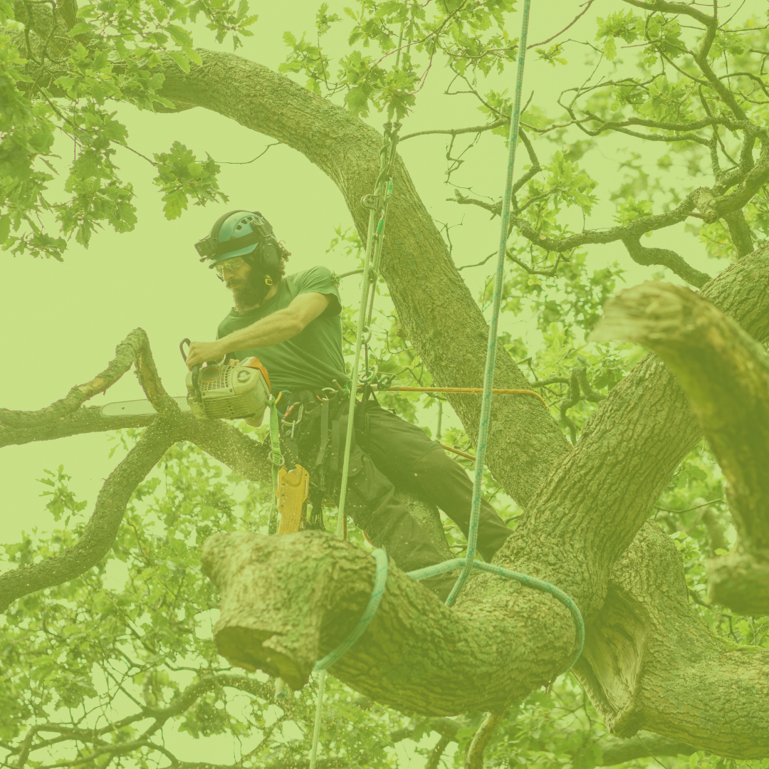 Tree Removal