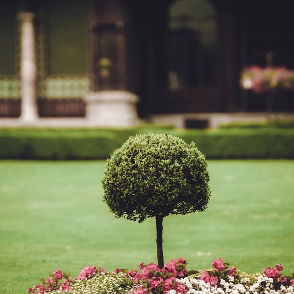 one lone tree growing in a yard