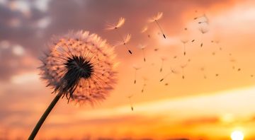 dandelion blowing in wind dandelion blowing in wind