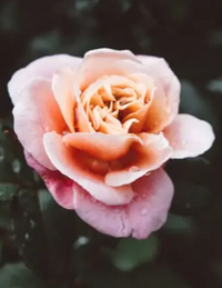 Alphonsine Mukanyandio.png