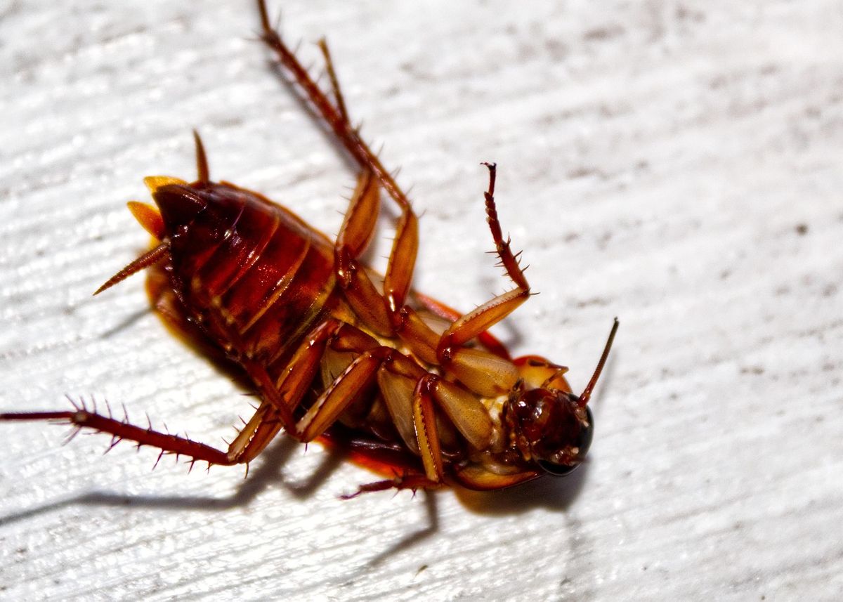 roaches-why-you-dont-want-to-clean-them-up-yourself-1754079551127.jpeg