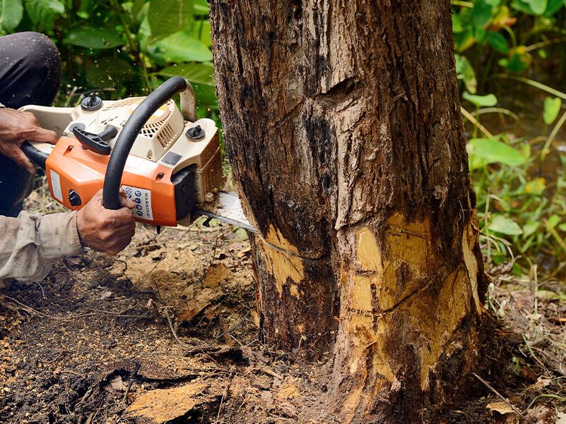 Spring Hill Tree Specialists Tree Removal