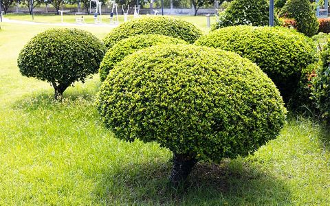 group of bushes