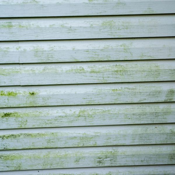 White siding with green discoloration