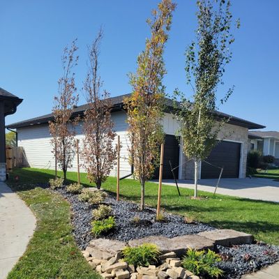 new trees new trees