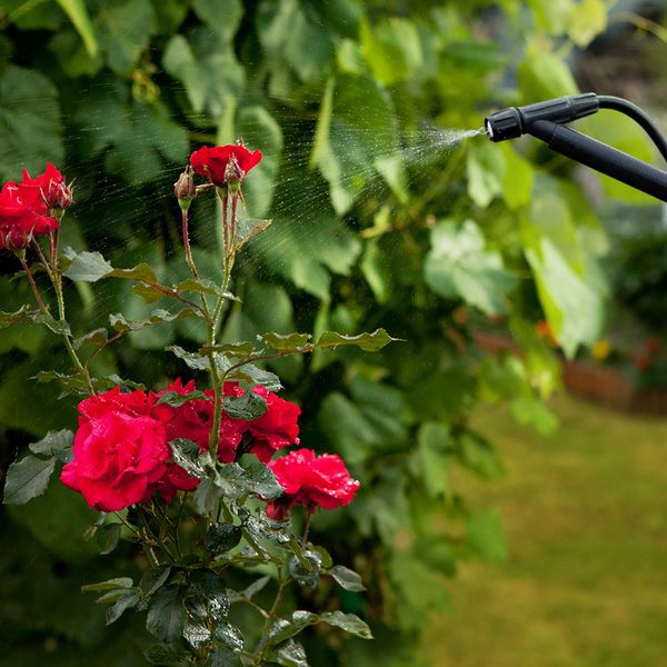 Roses being watered