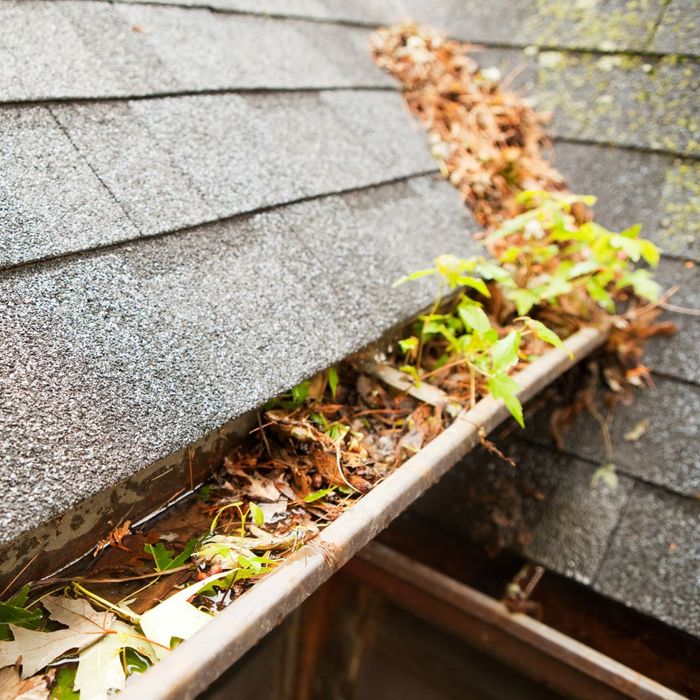 Clogged Gutters