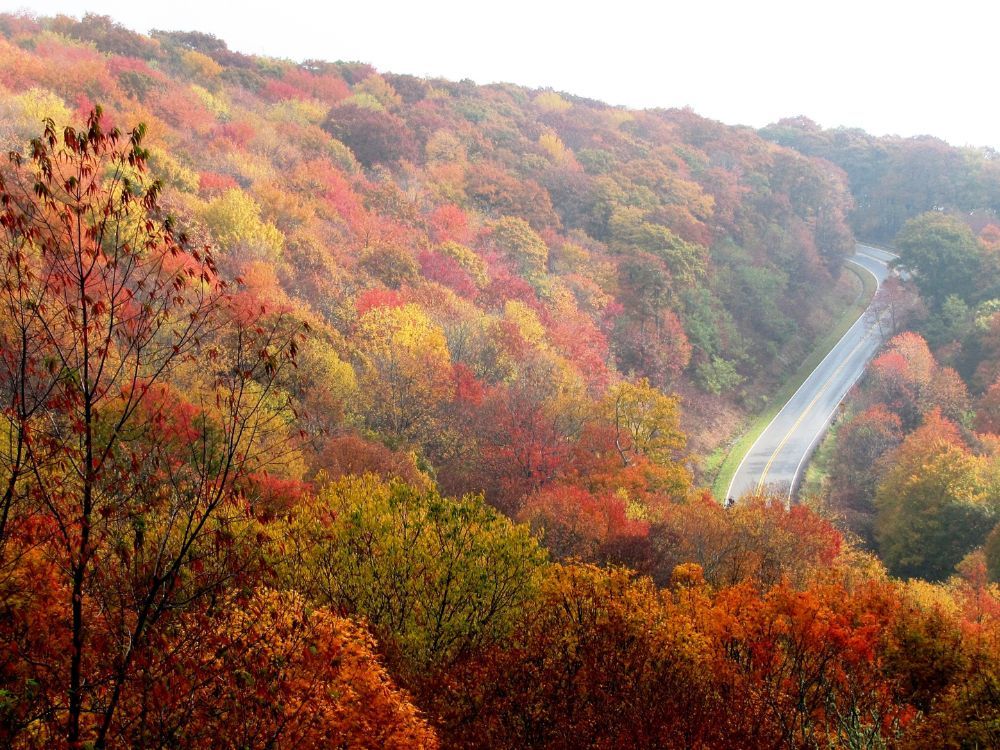 aerial of North Carolina woods during fall