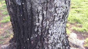 silver-maple-tree-sooty-mold-left-and-lichens-right.jpg