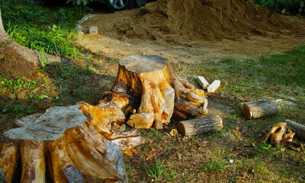 tree trunks that have been removed from the ground