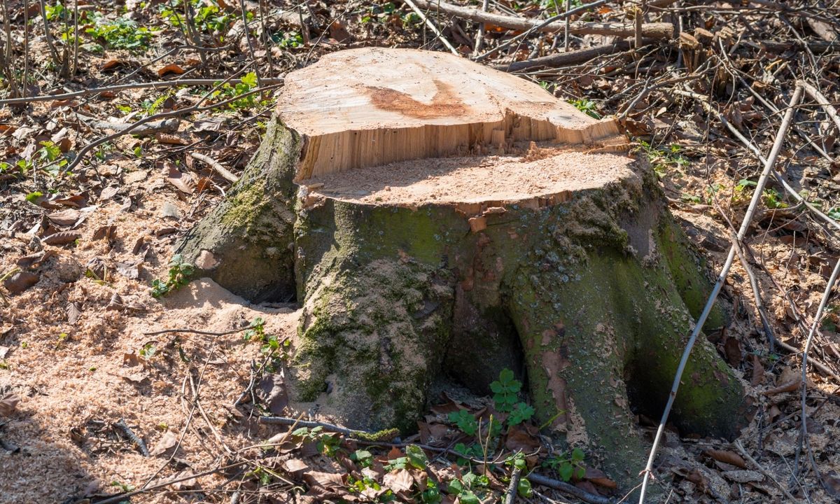 tree stump in ground